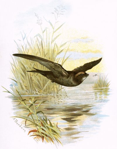 Gyors alkotó: English School