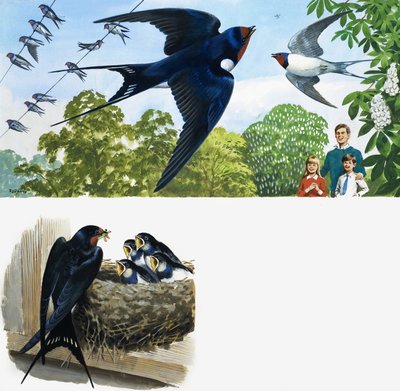 Swifts alkotó: English School