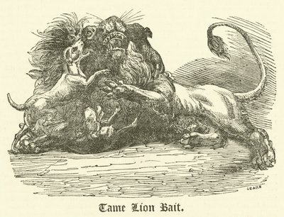 Tame Lion Bait (metszet) alkotó: English School