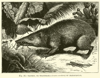 Tanrec vagy madagaszkári Trandraka (Centetes ecaudatus). alkotó: English School