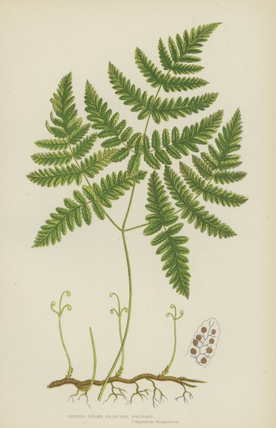 Tender Three Branched Polypody (színes litográfia) alkotó: English School