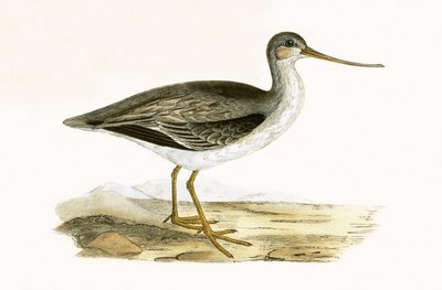 Terek Godwit, illusztrációja Charles Robert Bree (1811-86) „Európa madarainak története, amelyeket nem figyeltek meg a Brit-szigeteken” című művéből, 1867-ben. alkotó: English School
