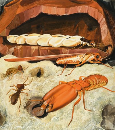 Termeszek alkotó: English School