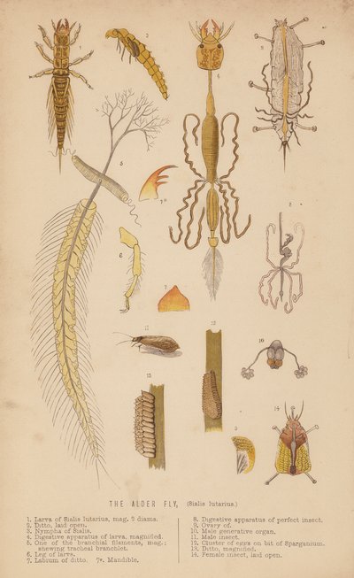 Az égerlégy, Sialis lutarius (litho) alkotó: English School