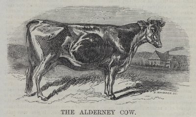 Az Alderney tehén (metszet) alkotó: English School