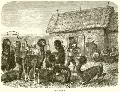 Az Alpaka alkotó: English School