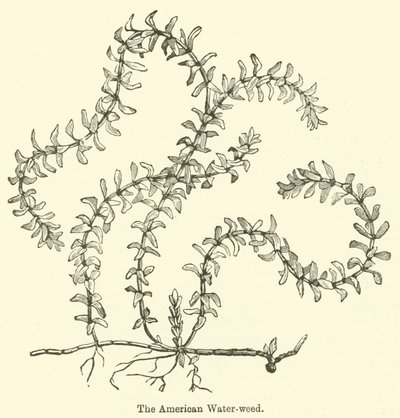 Az amerikai vízifű (metszet) alkotó: English School