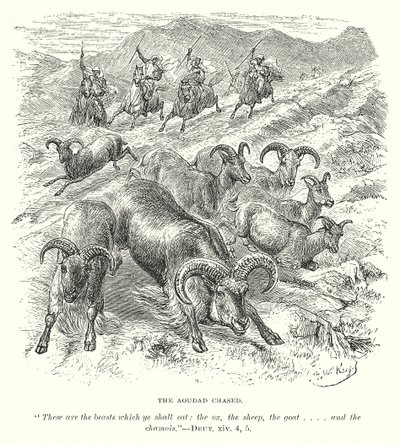 Az Aoudad Chased (metszet) alkotó: English School