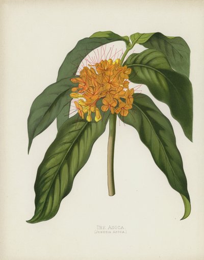 Az Asoca, Jonesia Asoca alkotó: English School