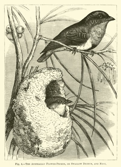 Az ausztrál Flower-Pecker, vagy Fecske Dicaeum és Nest alkotó: English School