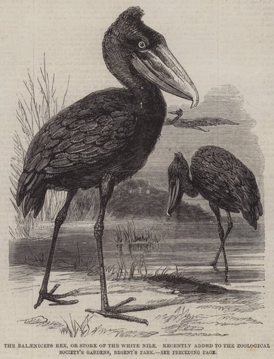 A Balaeniceps rex, avagy a Fehér-Nílusi gólya nemrégiben került be az Állattani Társaság kertjébe, a Regent
