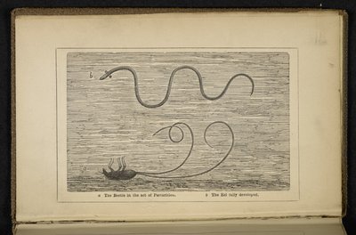 "The Beetle in the Act of Parturition", frontispiece az "Az ezüst angolna eredete: megjegyzésekkel a csalikra és a légyhorgászatra" című művéhez, David Cairncross alkotó: English School