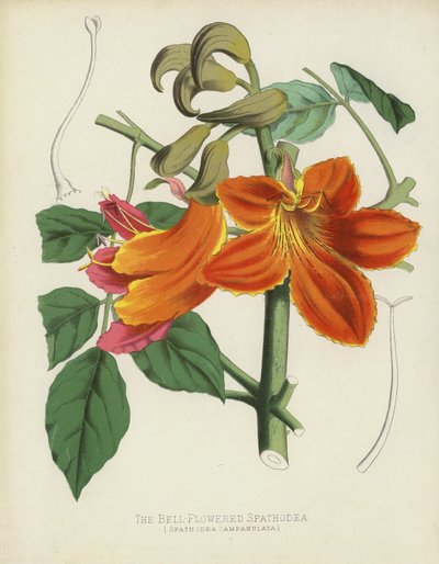 A harangvirágú spathodea, Spathodea Campanulata alkotó: English School