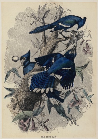 The Blue Jay (színes metszet) alkotó: English School