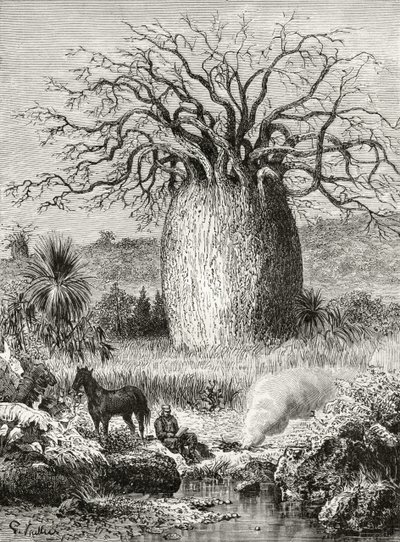 The Bottle Tree, Howard Willoughby „Australian Pictures” című művéből, a Religious Tract Society, London, 1886 alkotó: English School