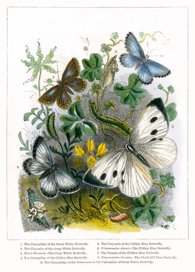 A pillangó Vivárium (színes metszet) alkotó: English School