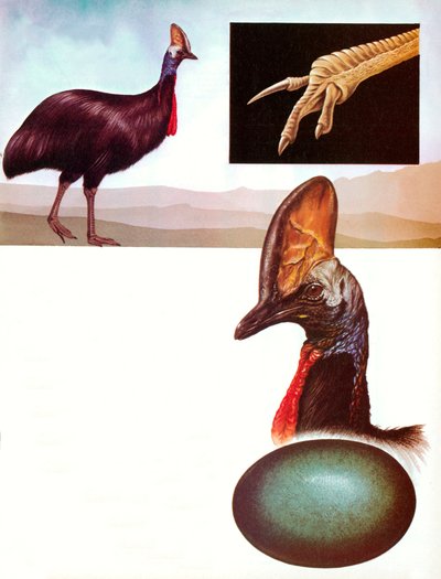 A kazuár alkotó: English School