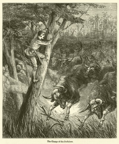 Der Angriff der Büffel (Gravur) von English School