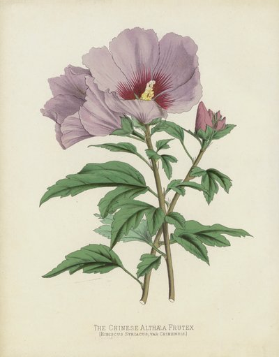 A kínai Althaea Frutex, Hibiscus Syriacus; var Chinensis alkotó: English School