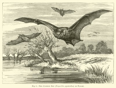 A közönséges denevér, Vespertilio pipistrellus, repülés közben alkotó: English School