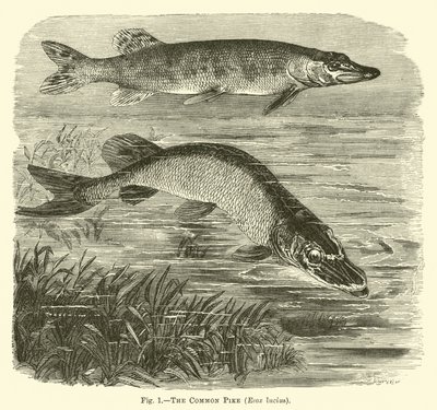 A közönséges csuka, Esox lucius alkotó: English School