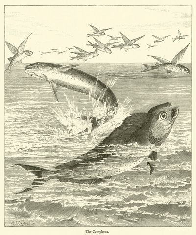A Coryphene (metszet) alkotó: English School