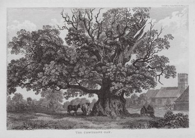 A Cowtope-tölgy (metszet) alkotó: English School