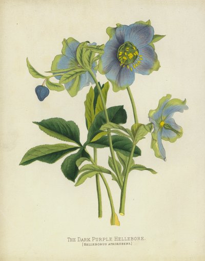 The Dark Purple Hellebore, Helleborus Atrorubens alkotó: English School