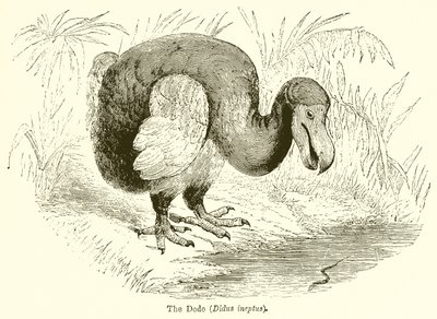 A Dodo (Didus Ineptus) alkotó: English School