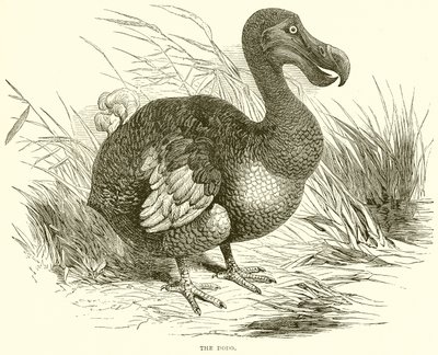 A Dodo alkotó: English School