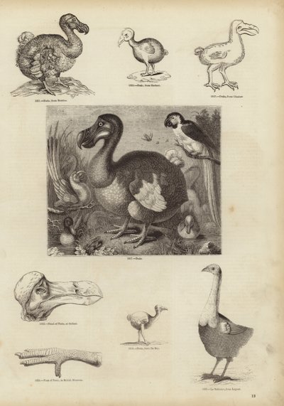 A Dodo alkotó: English School
