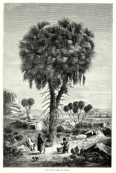 A Doum-pálma Núbiában (metszet) alkotó: English School
