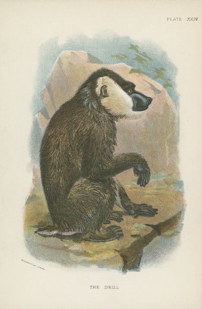 Der Drill von English School