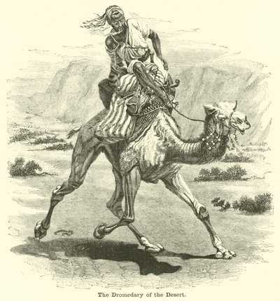 A sivatag dromedárja alkotó: English School