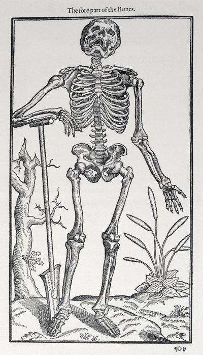 A csontok elülső része, lemez a The Historie of Man-ból, amelyet John Banister (1540-1610) adott ki, 1578 alkotó: English School