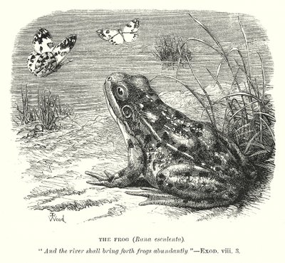 A béka (Rona Esculenta) (metszet) alkotó: English School