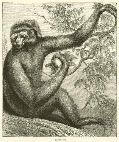 A Gibbon (metszet) alkotó: English School