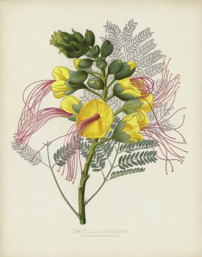 The Gillies Poinciana, Poinciana Gilliesii alkotó: English School