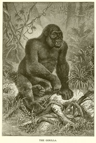 A Gorilla alkotó: English School