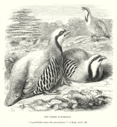 A görög paripa (metszet) alkotó: English School