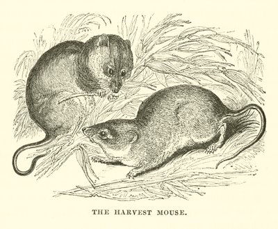 The Harvest Mouse (metszet) alkotó: English School