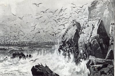 A sirályok kísértete, a Szabadidő órából, 1888 alkotó: English School