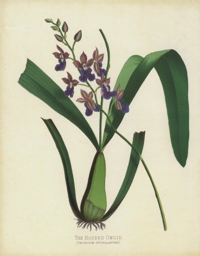 A csuklyás Oncid, Oncidium Cuccullatum alkotó: English School