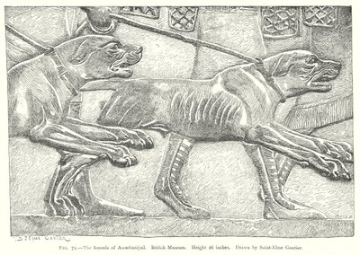 Assurbanipal kutyái. British Museum (metszet) alkotó: English School