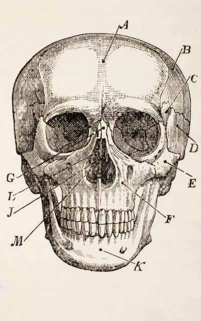Az emberi koponya, 1890 körül alkotó: English School