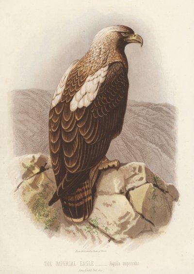 A birodalmi sas, Aquila Imperialis (színes litográfia) alkotó: English School