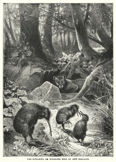 A Kiwi-Kiwi, vagy Új-Zéland szárnyatlan madara (metszet) alkotó: English School
