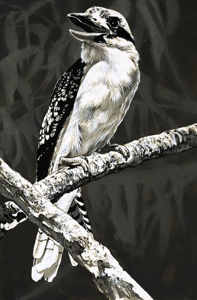 A Kookaburra alkotó: English School