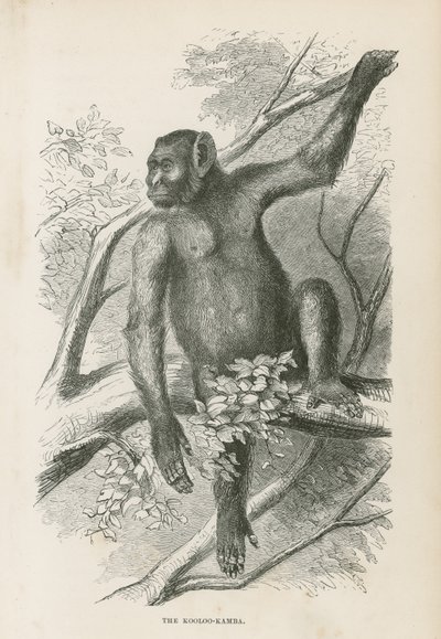 A Kooloo-Kamba alkotó: English School