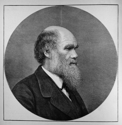 A néhai Mr. C. R. Darwin, FRS, LLD, a The Illustrated London Newsból, 1882. április 29. alkotó: English School